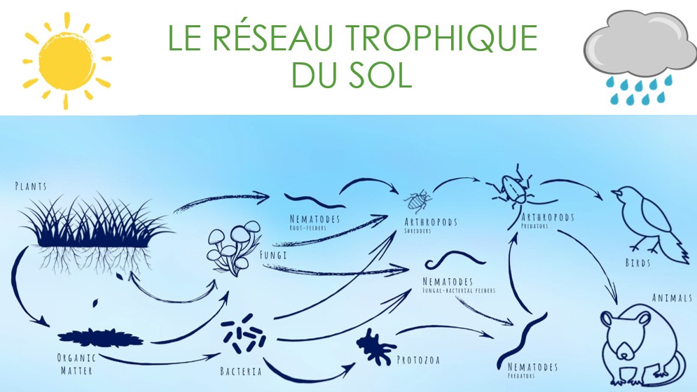 reseau trophique du sol 3